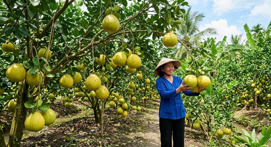 Vĩnh Long là vùng trồng bưởi Năm Roi nổi tiếng nhờ đất phù sa màu mỡ và khí hậu thuận lợi.