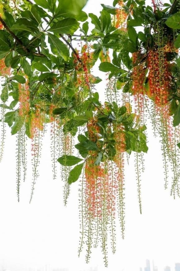 Mặc dù được xem là cây phong thủy mang lại tài lộc, không phải gia đình nào cũng thích trồng lộc vừng trước nhà.