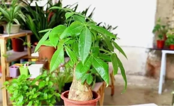 Khi chuyển đến nhà mới hoặc khai trương cửa hàng, nhiều người thường chọn trồng cây hạnh phúc với mong muốn mang lại may mắn, tài lộc và mọi việc thuận lợi.