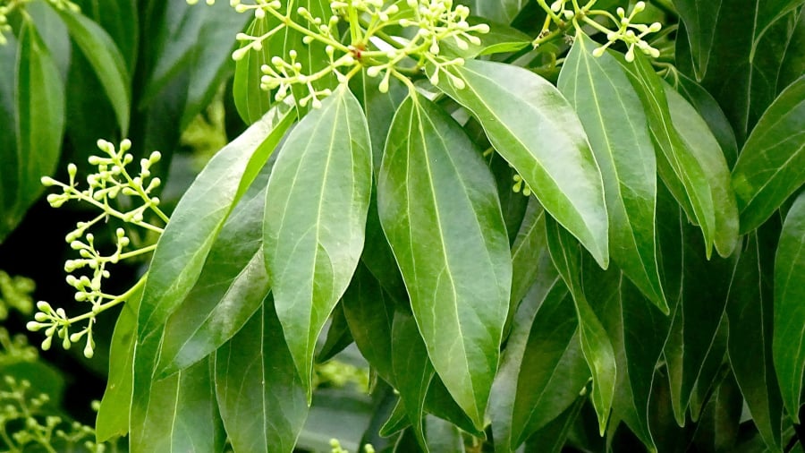 Cây bình an – Biểu tượng của sự yên ổn và gia đạo an hòa.