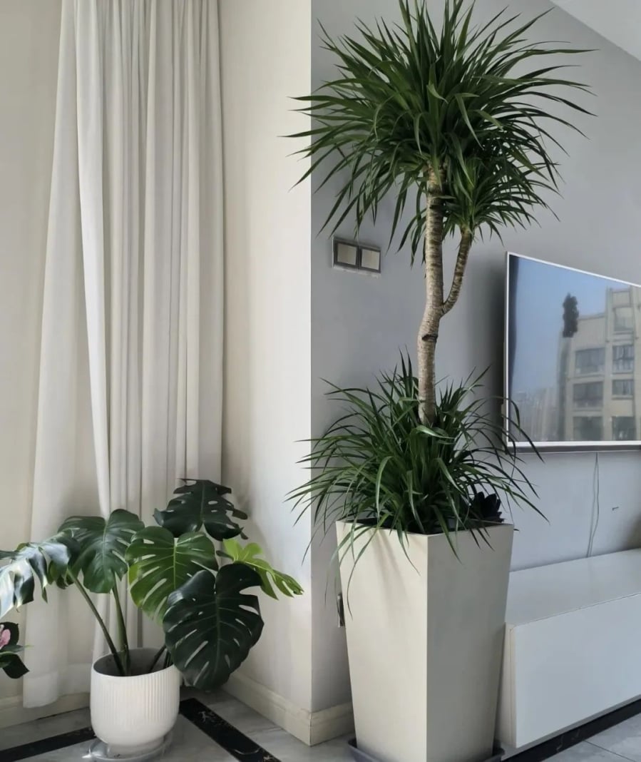 Cây huyết rồng – Biểu tượng quyền lực, tài lộc và trường thọ.