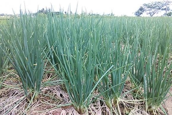 Việc bổ sung hành lá đều đặn có thể làm tăng lượng chất chống oxy hóa trong cơ thể, giúp mạch máu linh hoạt và hoạt động hiệu quả hơn.