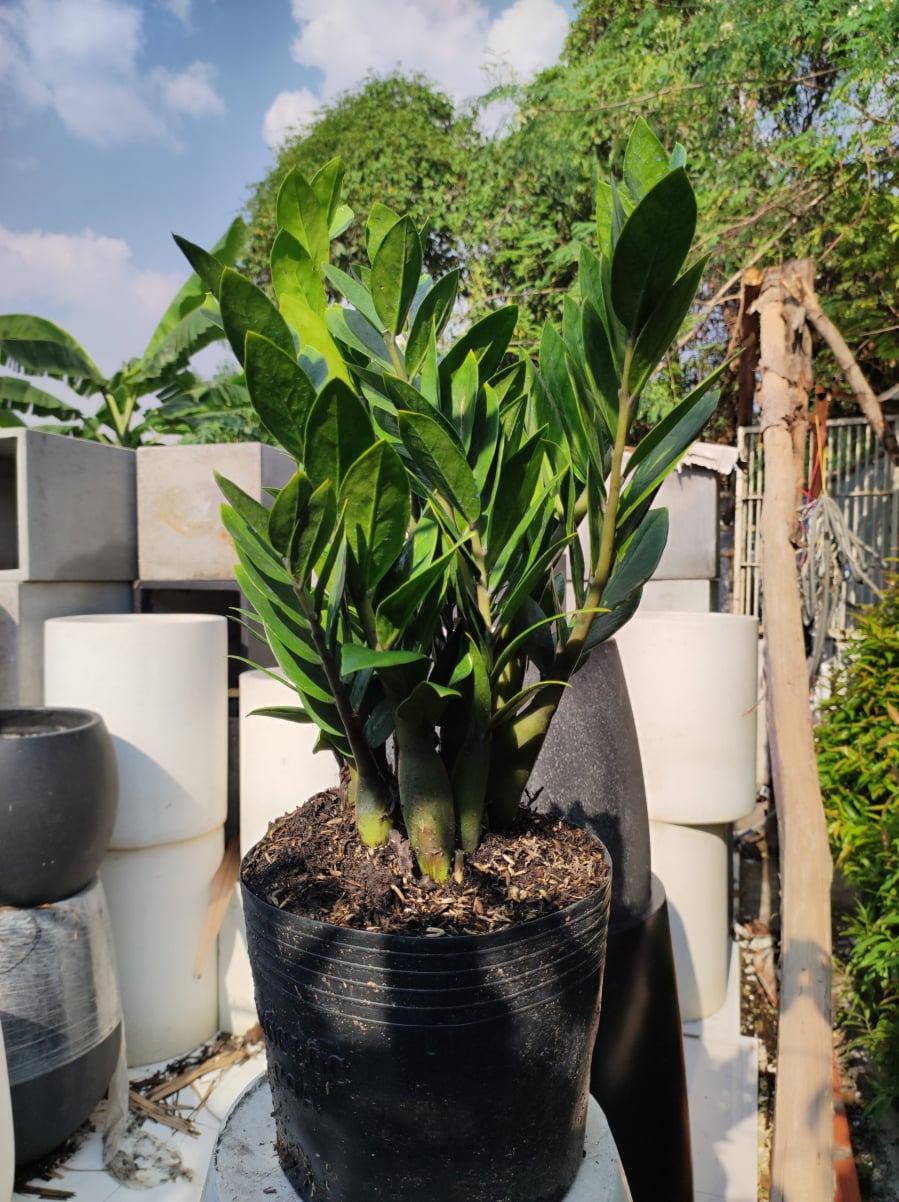 5 loại cây trong nhà cứ nở hoa tài lộc sắp đến