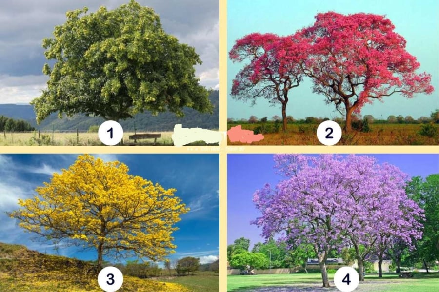 Hãy chọn 1 hình ảnh cái cây mà bạn thích