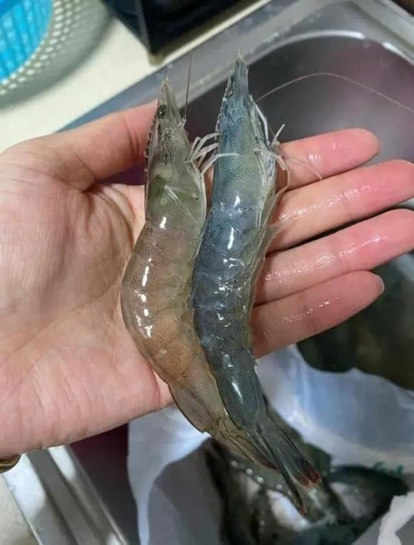 Tôm sông sinh sống chủ yếu trong các con sông, hồ nước ngọt, nơi nguồn nước và thức ăn có thể bị ô nhiễm cao hơn.