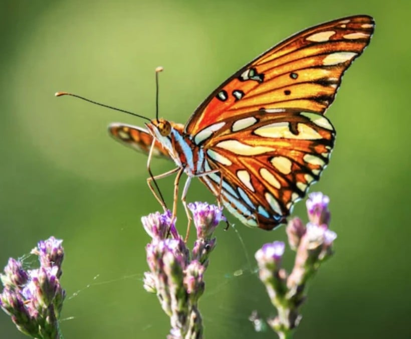 Ẩm thực trong ngày mùng 2 tháng 2 cũng mang nhiều ý nghĩa biểu trưng. Ảnh minh họa