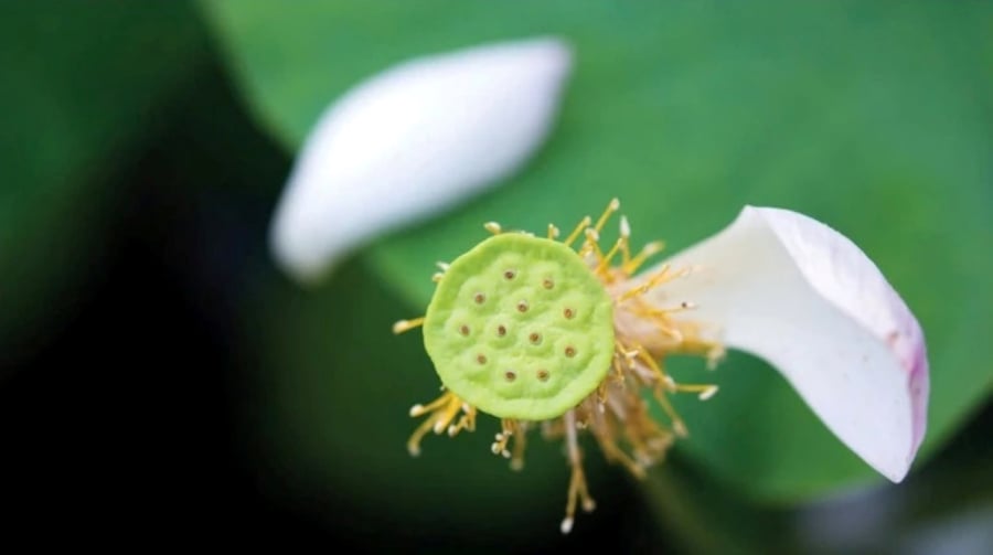 Chúng ta không có lựa chọn nào khác ngoài việc chết. Khi tất cả mọi thứ phát triển đến cùng, chúng sẽ mục nát và diệt vong, và không ai là ngoại lệ. (Ảnh minh họa)