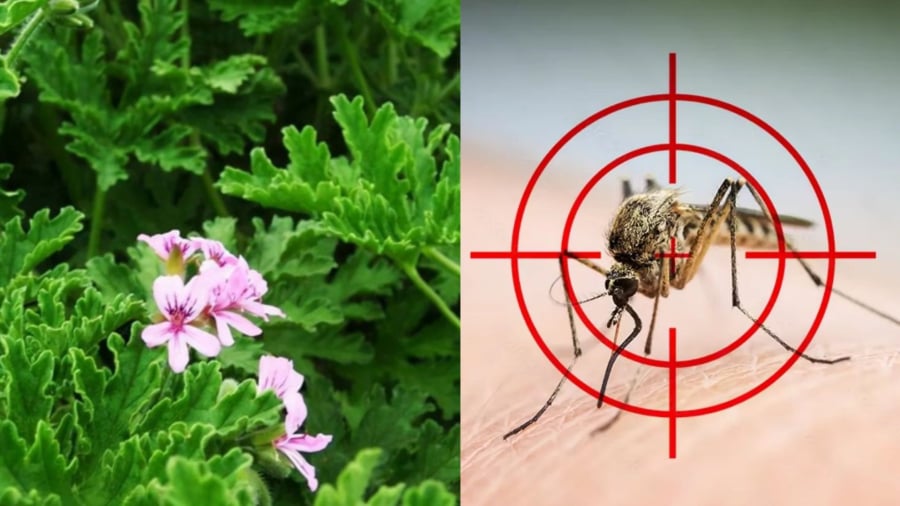 Cây phong lữ hoa hồng có mùi thơm cam chanh, có tác dụng đuổi muỗi rất tốt.