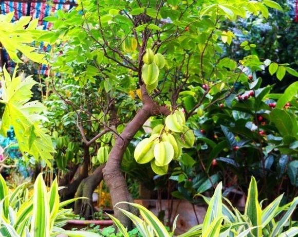 2 vị trí trồng khế hút tài lộc trong nhà chỉ cần 1 cây là gia chủ gặp vận may 21 Theo quan niệm, cây khế đặt ở góc vườn sau giúp gia đình duy trì sự ổn định, tích lũy phúc khí và hướng đến sự thịnh vượng lâu dài.