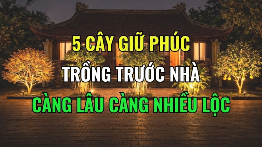 5 loại cây mọc ở nhà nào nhà đấy Lộc, tiền tài kéo theo về