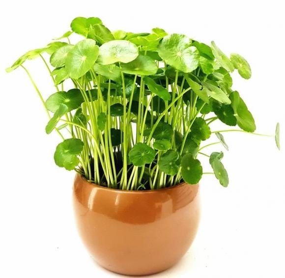 Cỏ đồng tiền được nhiều người yêu thích nhờ màu xanh tươi mát và hình dáng lá tròn nhỏ như đồng xu, tượng trưng cho sự giàu sang, phú quý và sung túc.
