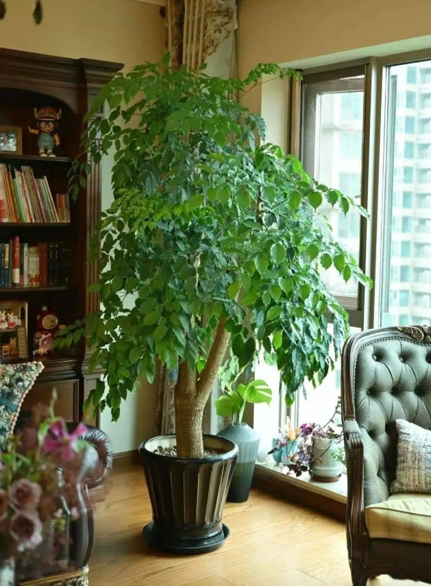 Về mặt phong thủy, cây hạnh phúc tượng trưng cho sự viên mãn, gắn kết trong gia đình. Ảnh minh họa