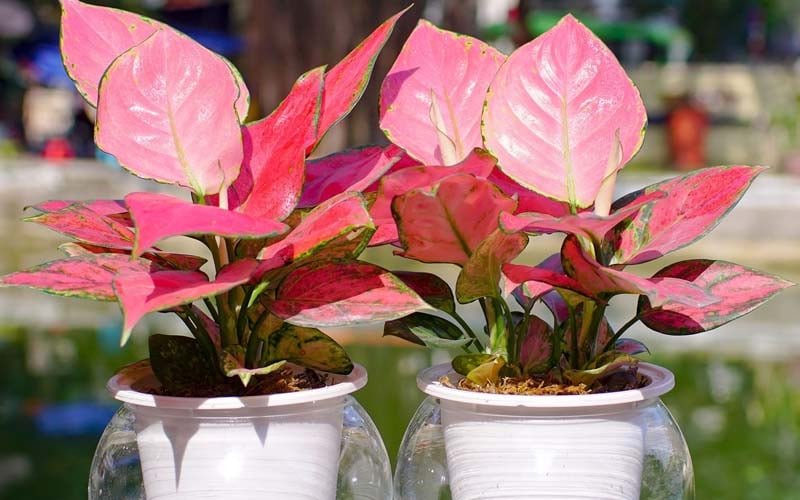 Chậu cây cảnh màu đỏ