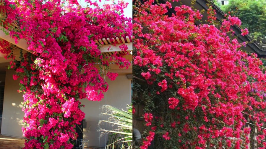 meo-giup-hoa-giay-ra-nhieu-hoa-quanh-nam-phunutoday-01