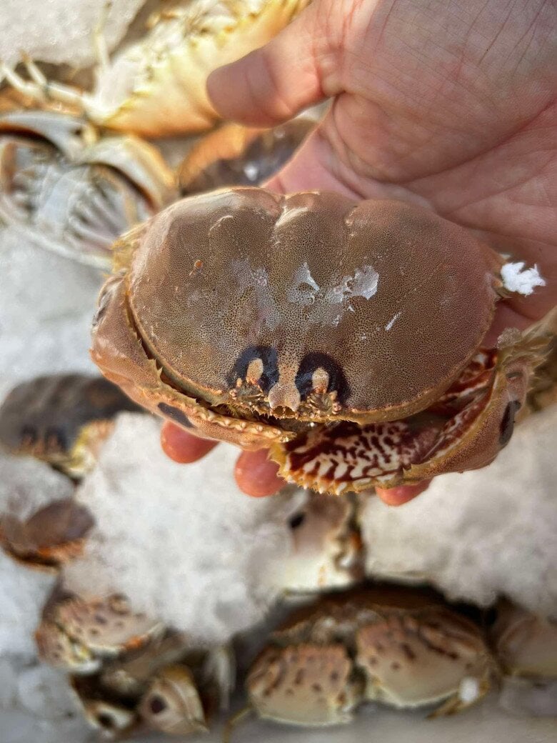 Cúm núm Quảng Ngãi tươi sống tại chợ ven biển