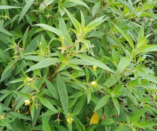 Rau mương tươi xanh, mọc tự nhiên ven sông, được ưa chuộng nhờ vị ngọt thanh và độ giòn đặc trưng.