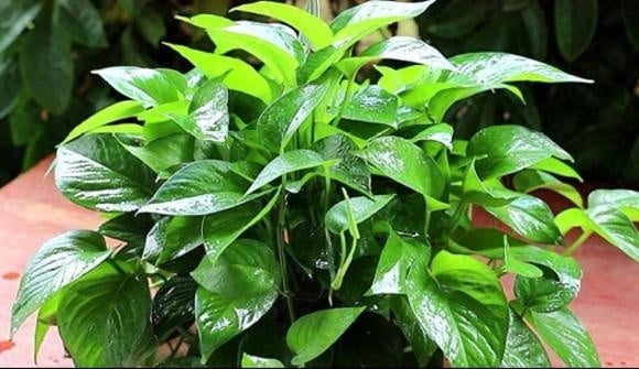  Sau khi học được cách ủ lên men, tôi pha loãng nước vo gạo và tưới cây trên ban công. 