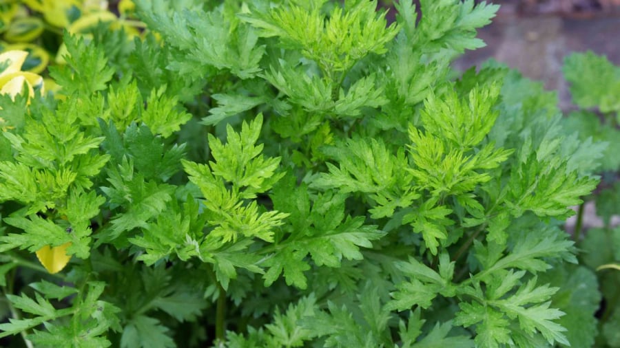 Bạn có thể sử dụng ngải cứu theo nhiều cách khác nhau để hỗ trợ trị đau đầu.