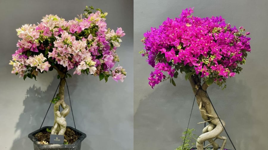 Cây hoa giấy có ý nghĩa phong thủy tốt nhưng không nên trồng trong nhà vì lý do đặc biệt.