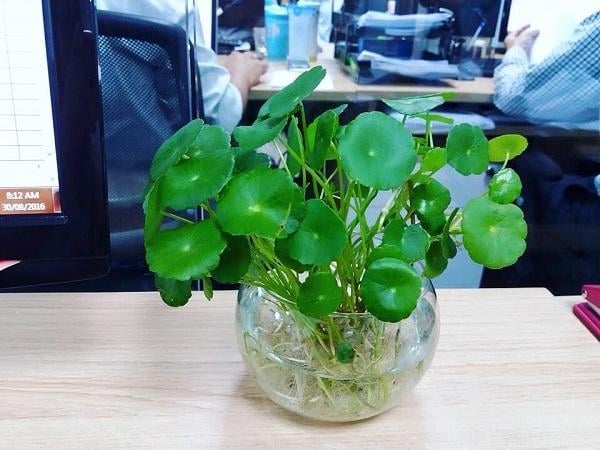 Với những chiếc lá tròn như đồng xu, cỏ đồng tiền mang ý nghĩa tượng trưng cho tiền bạc.