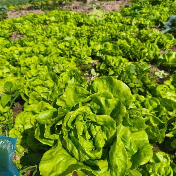 Trong đó, rau xà lách đứng vị trí thứ 7, được đánh giá cao nhờ giàu vitamin, khoáng chất và dễ chế biến. Không chỉ là loại rau ăn sống phổ biến, xà lách còn có thể luộc, xào hoặc làm nước ép, mang lại sự đa dạng trong bữa ăn lành mạnh.    