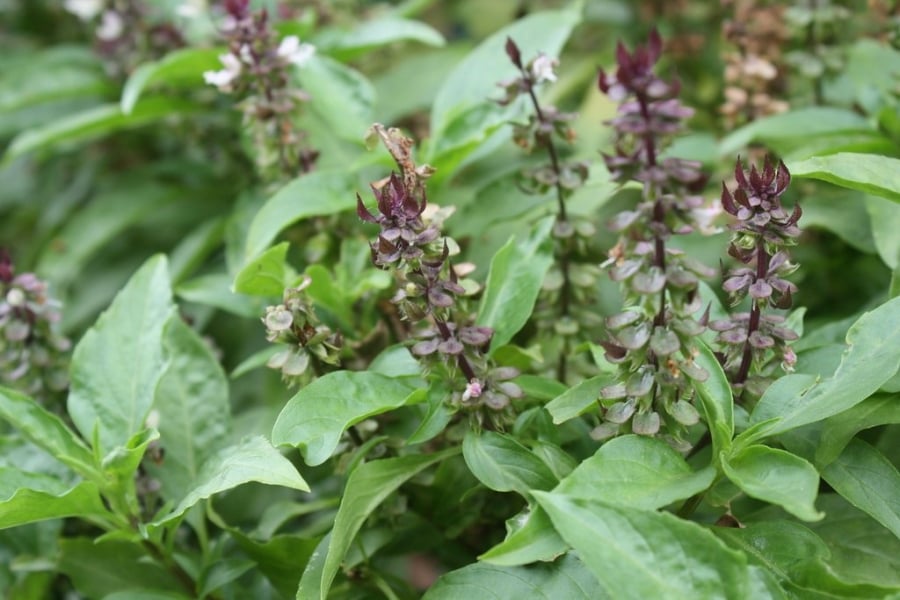 Cây rau húng quế