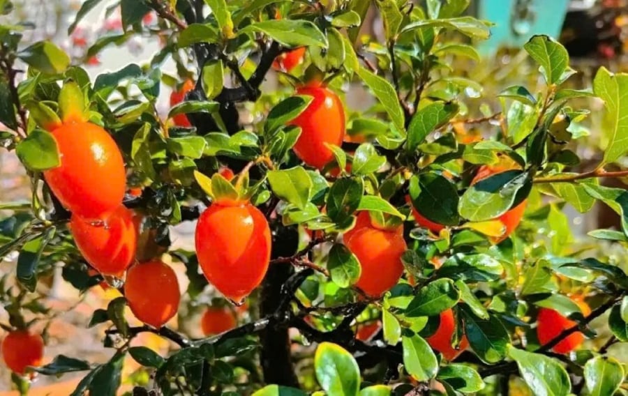 Đặc biệt, cây cảnh này có tuổi thọ cao, lên đến hàng trăm năm, có thể được truyền từ thế hệ này sang thế hệ khác.