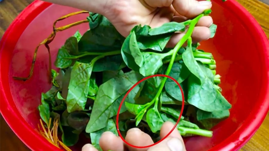 5 người nên ăn rau mùng tơi mỗi ngày