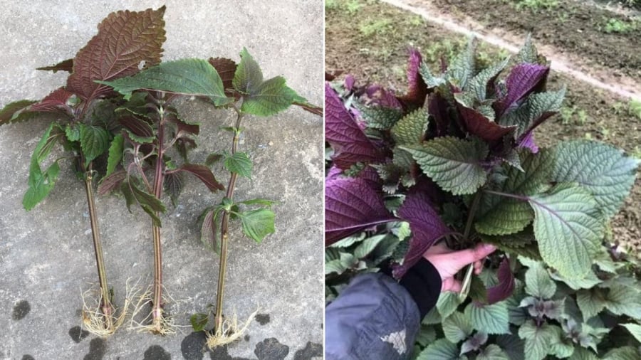 Bạn có thể trồng tía tô bằng hạt hoặc bằng cành. Trong đó, cách trồng bằng cành đơn giản và có tỷ lệ thành công cao.