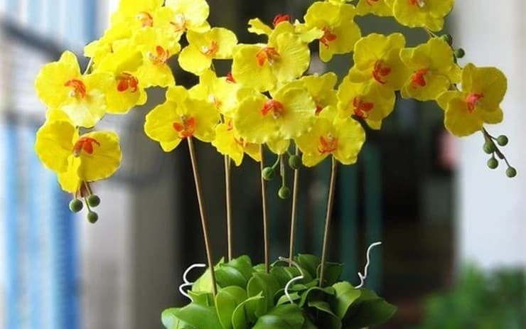 Hoa lan được xem là một trong những loài hoa đẹp và sang trọng bậc nhất, nổi bật với vẻ tinh tế, quyến rũ và đa dạng về màu sắc, hình dáng. 