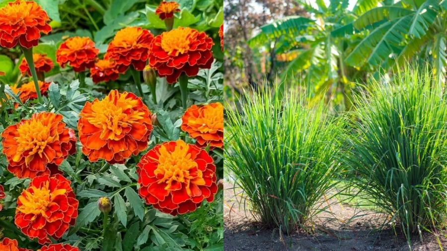 Cúc vạn thọ hay sả là những loại cây có mùi đặc trưng, có thể tạo ra hàng rào tự nhiên để ngăn chặn rắn vào nhà.