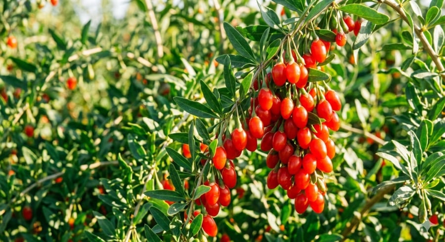 Kỷ tử vào mùa thu với sắc đỏ rực rỡ – biểu tượng của tài lộc và sức sống.