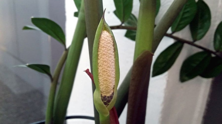 Cây kim tiền hiếm khi ra hoa. Khi loài cây này ra hoa, người ta cho rằng đó là điềm lành.