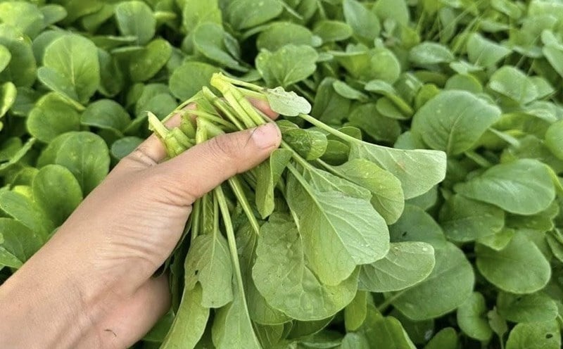 Cải xanh là loại rau có vị hơi cay nhẹ, tính mát và chứa nhiều dưỡng chất tốt cho cơ thể. Đặc biệt, cải xanh giàu vitamin K, C và các hợp chất có khả năng kháng viêm, hỗ trợ tăng cường hệ miễn dịch.    