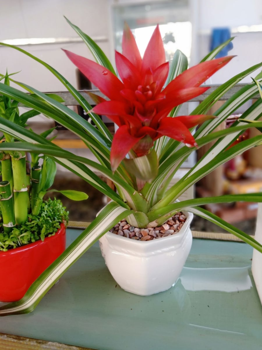 Với sắc đỏ nổi bật – màu sắc tượng trưng cho sự may mắn và thịnh vượng – loại cây này thường được nhiều gia đình lựa chọn để trang trí. Ảnh minh họa