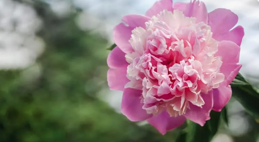 Hoa mẫu đơn từ lâu đã được xem là biểu tượng của sự giàu sang, phú quý. Ảnh minh họa