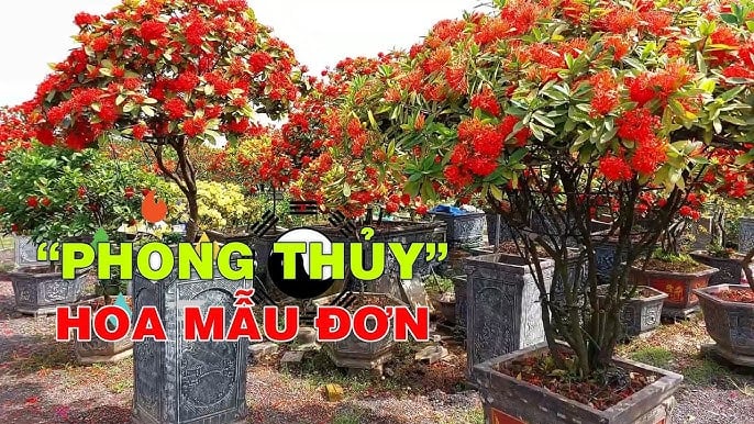 5 loại Hoa nở Tiền về, cây cao lớn lộc tích 3 đời