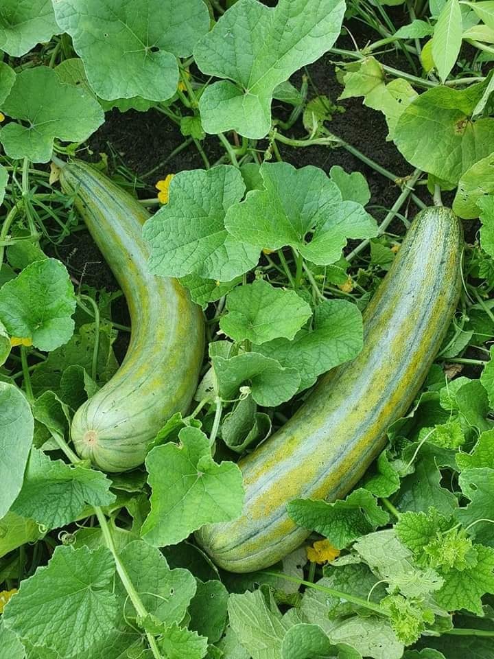 Dưa gang có thể chế biến thành nhiều món ăn thanh mát, dễ thưởng thức