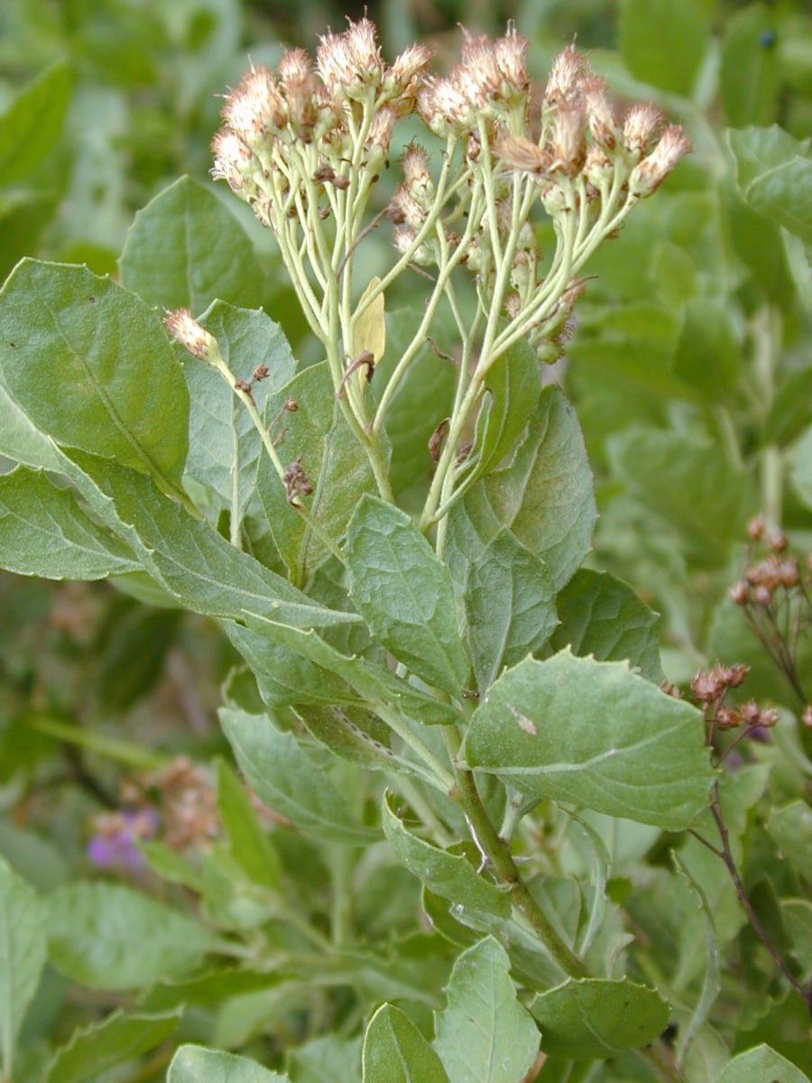 Cúc tần từng là hình ảnh quen thuộc ở các hàng rào làng quê