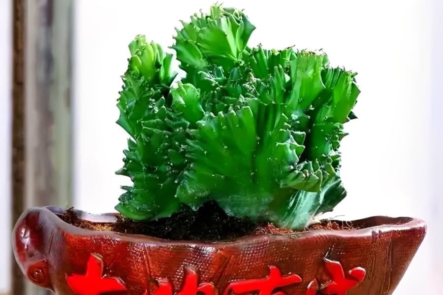 ngoc-ky-lan-cay-canh-tran-trach-de-trong-hop-nhieu-gia-chu-2643