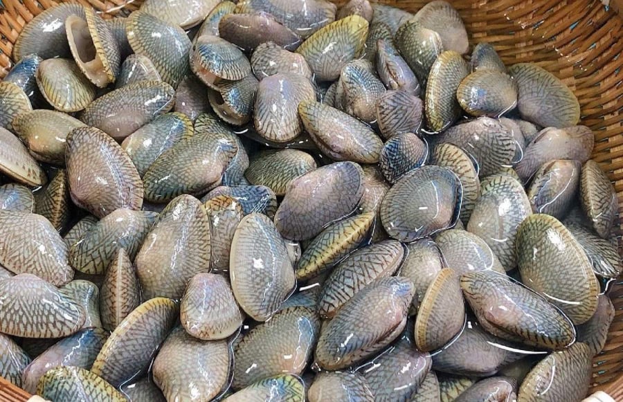 Mùa chíp chíp đến, bãi bồi ven sông nhộn nhịp người dân đi mò hải sản