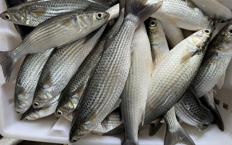 ca-doi-la-ca-gi-co-bao-nhieu-loai-gia-bao-nhieu-lam-mon-gi-tipsnote-800x500-5