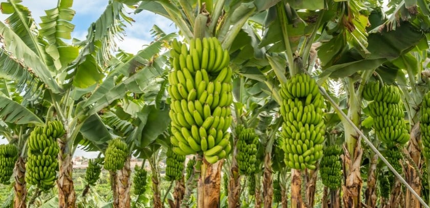 Chuối là một trong những loại trái cây chủ lực của Việt Nam với sản lượng lên tới hàng triệu tấn mỗi năm
