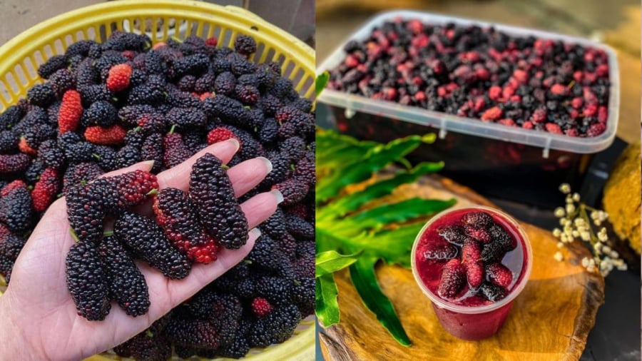 Sau khi ngâm 2-3 ngày, bạn có thể lấy dâu tằm ra để pha nước uống.