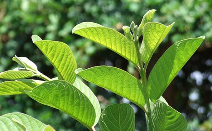 5 người tuyệt đối không nên uống nước lá ổi: Càng uống càng sinh bệnh