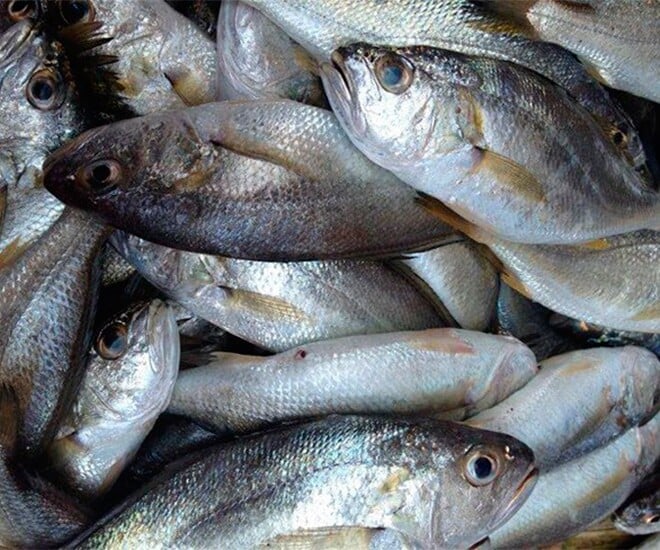 Cá lù đù từng là loại cá phổ biến, gắn liền với đời sống ngư dân ven biển