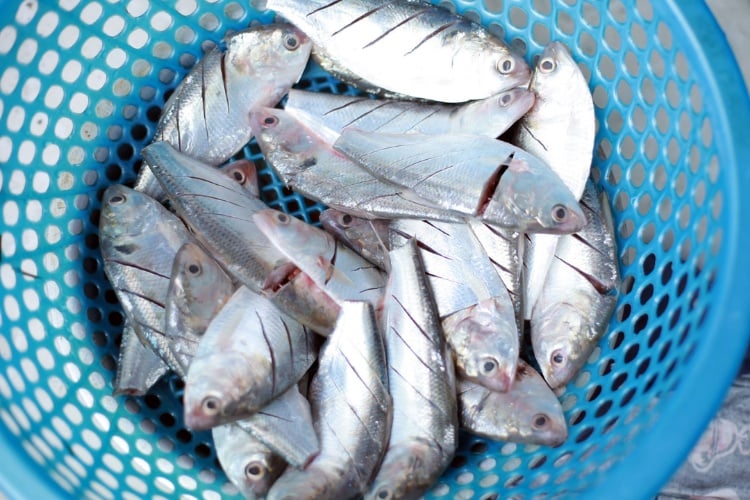 Điểm nổi bật nhất của cá mòi là hàm lượng axit béo omega-3 dồi dào. 