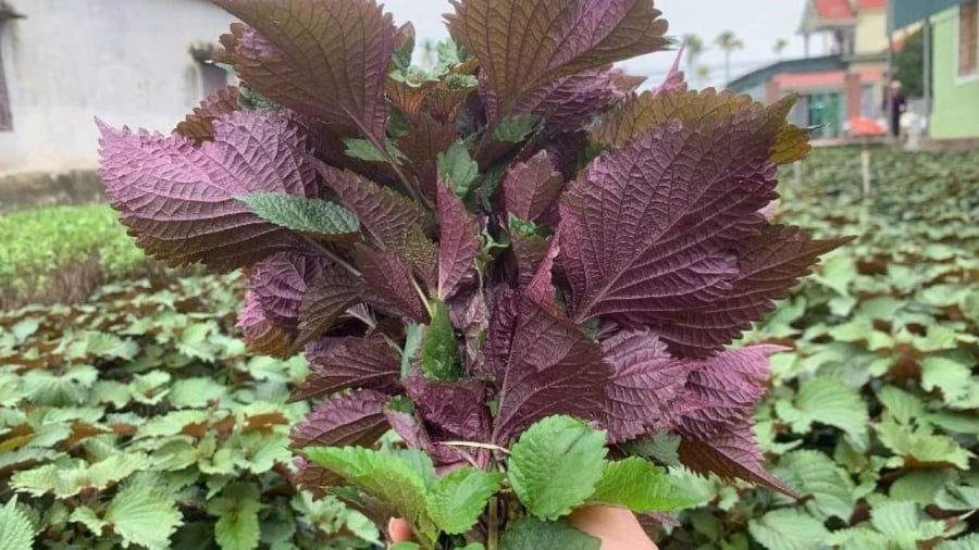 Lá tía tô mang lại nhiều lợi ích cho sức khỏe nhưng không phải ai cũng nên ăn loại lá này.