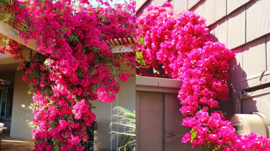 3 loại nước tưới giúp hoa giấy nở rực rỡ quanh năm 20 Bạn có thể dùng nước giấm pha loãng để tưới cho cây hoa giấy, giúp tạo môi trường có tính axit nhẹ để cây phát triển thuận lợi, ra nhiều hoa hơn.