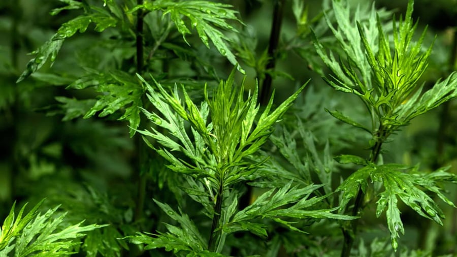 Người xưa trồng ngải cứu trước nhà với niềm tin xua đuổi âm hàn, tà khí.